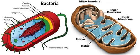 how are mitochondria similar to bacteria